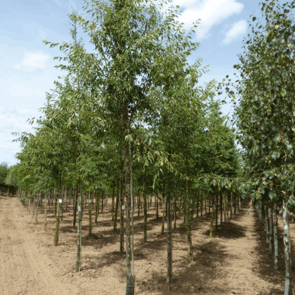ZELKOVA serrata GREEN VASE® 'Flekova' – Image 6