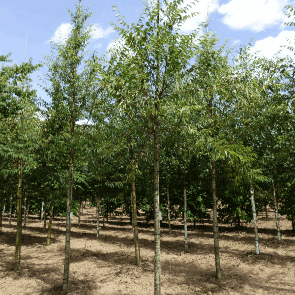 ZELKOVA serrata GREEN VASE® 'Flekova' – Image 8