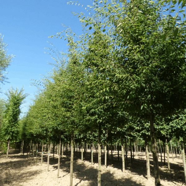 ZELKOVA serrata GREEN VASE® 'Flekova' – Image 7