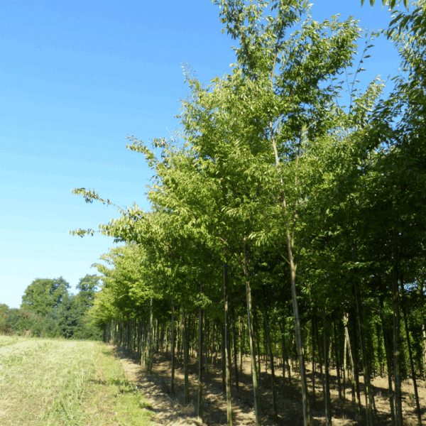 ZELKOVA serrata GREEN VASE® 'Flekova' – Image 5