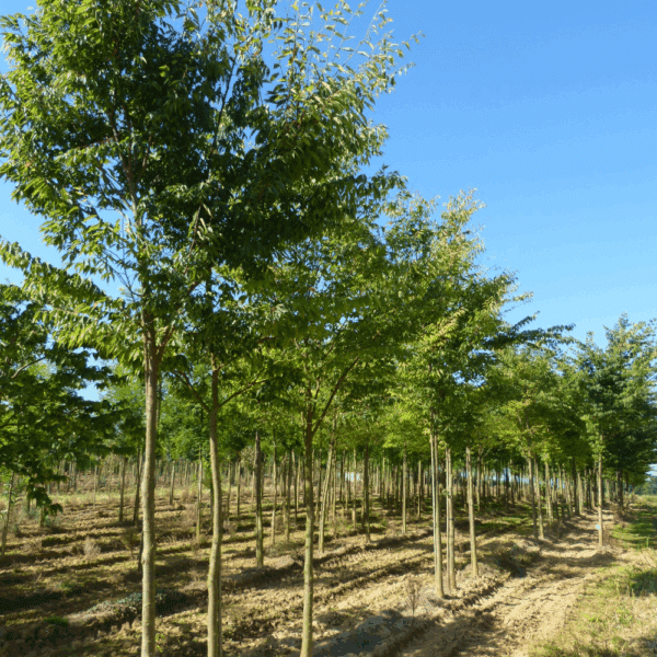 ZELKOVA serrata GREEN VASE® 'Flekova' – Image 4