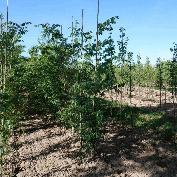 ZELKOVA serrata 'Urban ruby' – Image 7