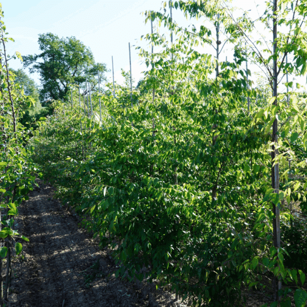 ZELKOVA serrata 'Urban ruby' – Image 9