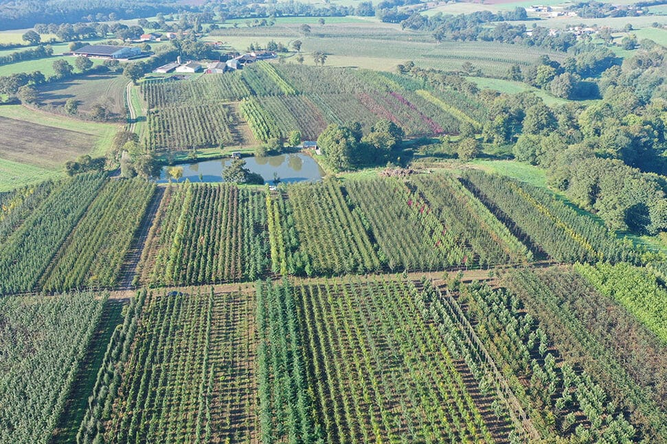 Pépinieres Chauviré - Parcelle arbres tiges