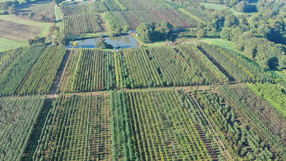 Pépinieres Chauviré - Parcelle arbres tiges